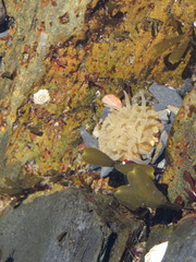 Aulactinia stella