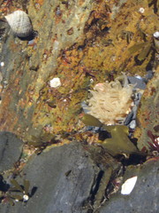 Aulactinia stella