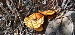 Gymnopilus palmicola