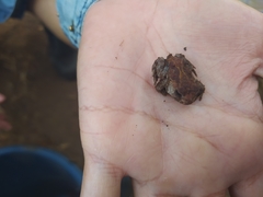 Proceratophrys cristiceps