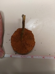 Gymnopilus palmicola