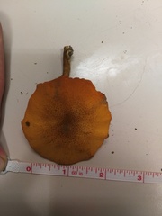 Gymnopilus palmicola
