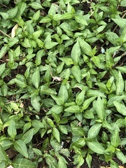 Persicaria longiseta