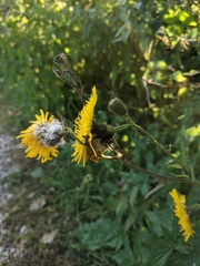 Sonchus arvensis