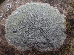 Pertusaria hymenea