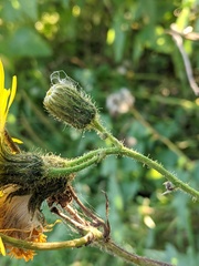 Sonchus arvensis
