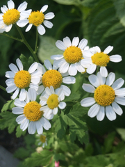 Anthemis