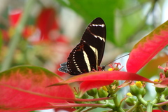 Heliconius peruvianus