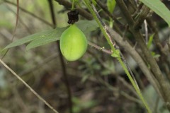 Passiflora exsudans