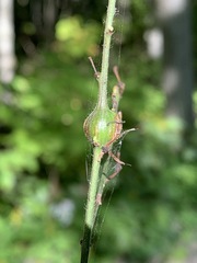 Neolasioptera desmodii