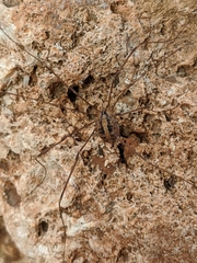 Cosmobunus granarius