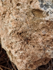 Cosmobunus granarius