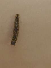 Lepidoptera