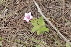 Spigelia scabrella