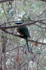 Momotus subrufescens