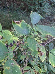 Sambucus nigra