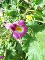 Proboscidea fragrans