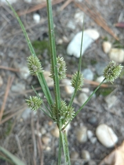 Cyperus retrorsus