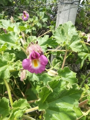 Proboscidea fragrans