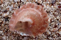Bellastraea squamifera