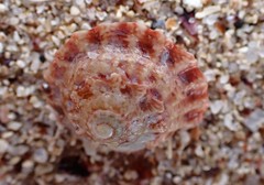 Bellastraea squamifera