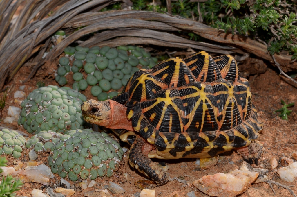 Tent Tortoise