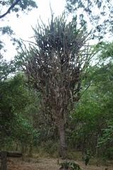 Armatocereus