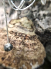 Polyporaceae