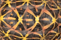 Psammobates tentorius trimeni