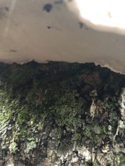 Polyporaceae