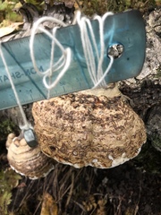 Polyporaceae