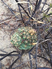 Coryphantha salinensis