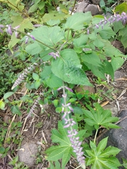 Aloysia macrostachya