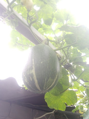 Cucurbita