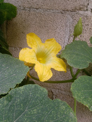 Cucurbita