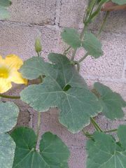 Cucurbita