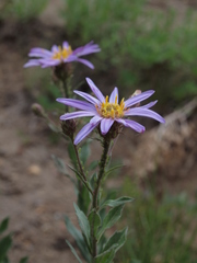 Eucephalus ledophyllus ledophyllus