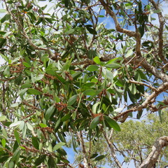 Melaleuca cajuputi