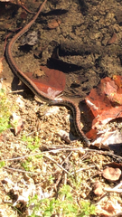Clonophis kirtlandii