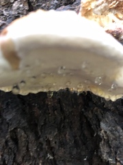 Fomitopsis pinicola