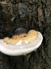 Fomitopsis pinicola