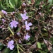 Limonium emarginatum - Photo (c) Kian Khalilian, some rights reserved (CC BY-NC), uploaded by Kian Khalilian