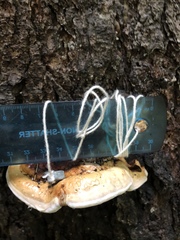 Fomitopsis pinicola
