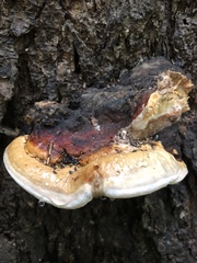 Fomitopsis pinicola
