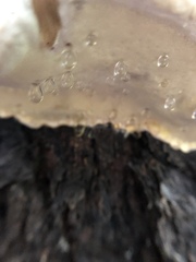 Fomitopsis pinicola