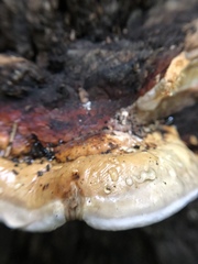Fomitopsis pinicola