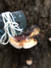 Fomitopsis pinicola