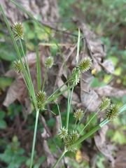 Cyperus retrorsus