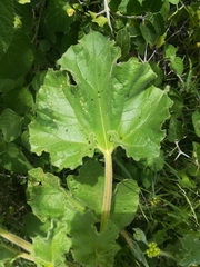 Proboscidea fragrans