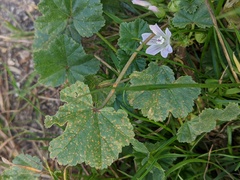 Malva neglecta